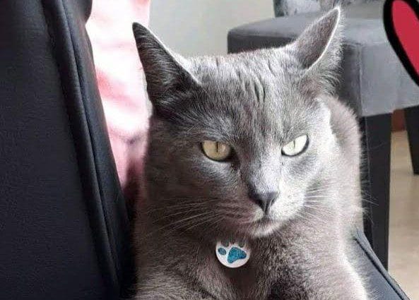 Gato ZEUS (Marta Mejía).